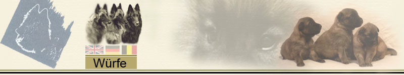 Banner_Wuerfe